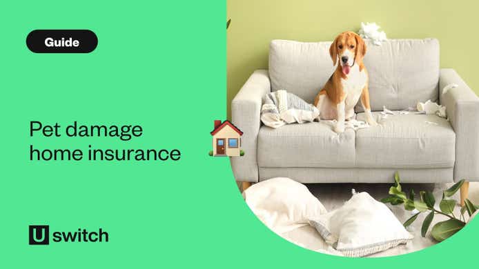 Dog on damaged sofa