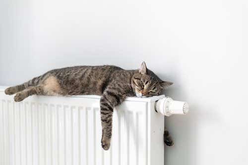 Cat asleep on radiator