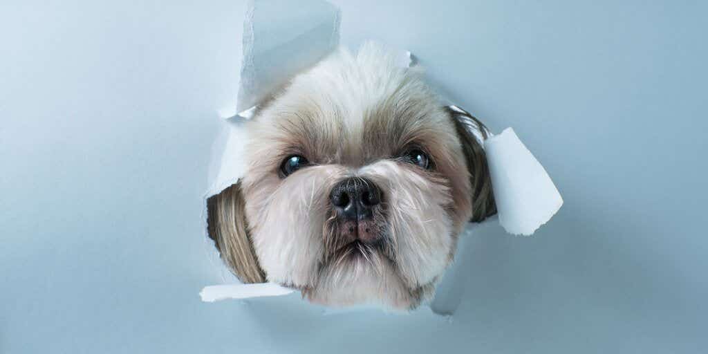 Pet damage home insurance