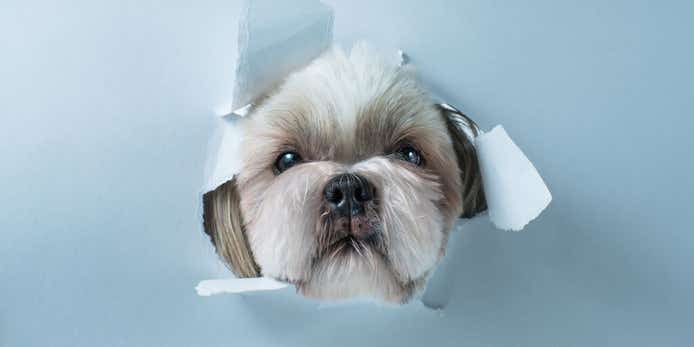 Pet damage home insurance