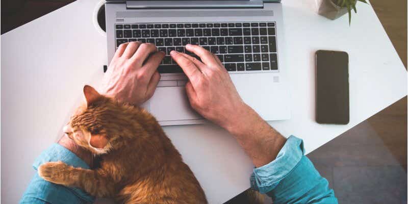 person using their laptop at home with a cat resting on their arm