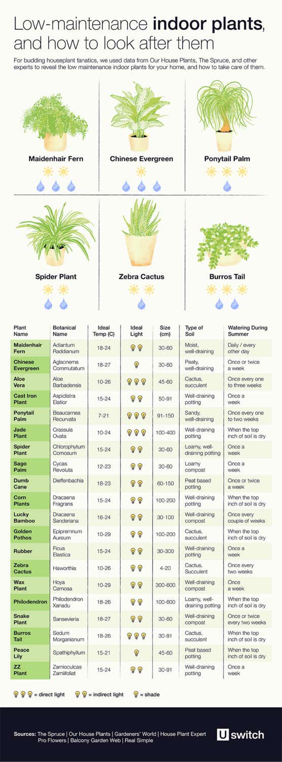 Table of low maintenance indoor plants and how to take care of them 