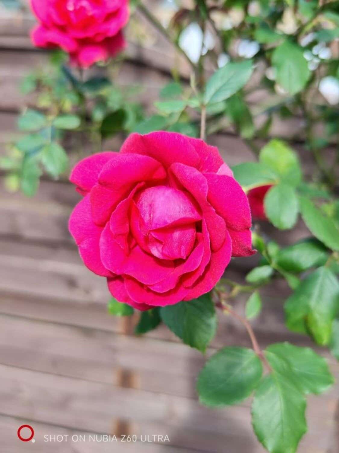 Nubia Z60 Ultra Flower