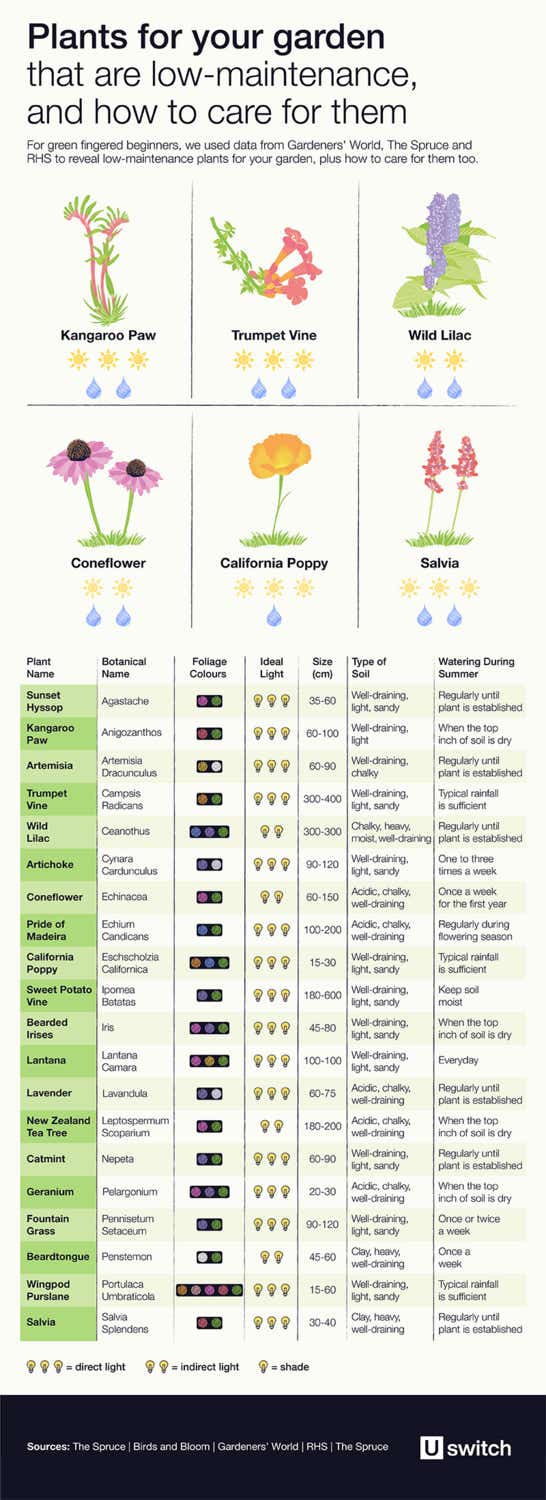 Table of low maintenance garden plants and how to take care of them  