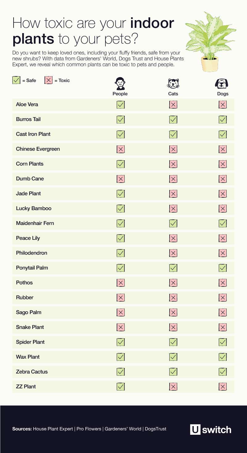 Table of toxic plants for pets