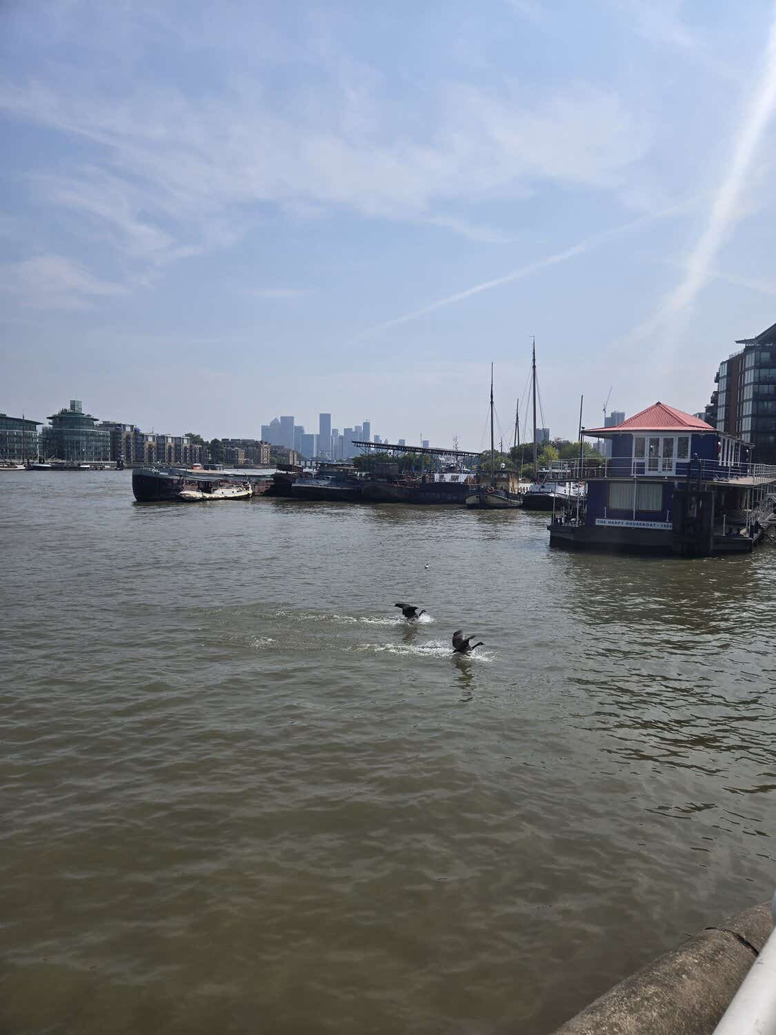 St Katherine's docks with some geese in the water