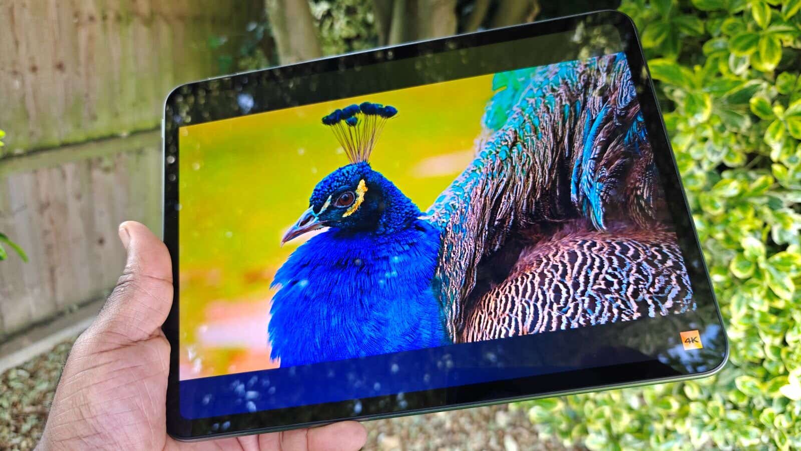 Picture of peacock on the OnePlus Pad Go