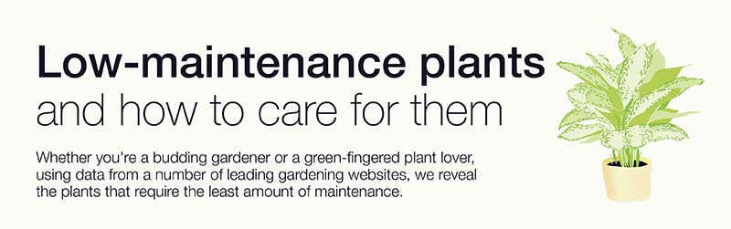 Header image of low-maintenance plants and how to care for them