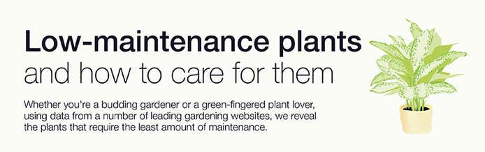 Header image of low-maintenance plants and how to care for them