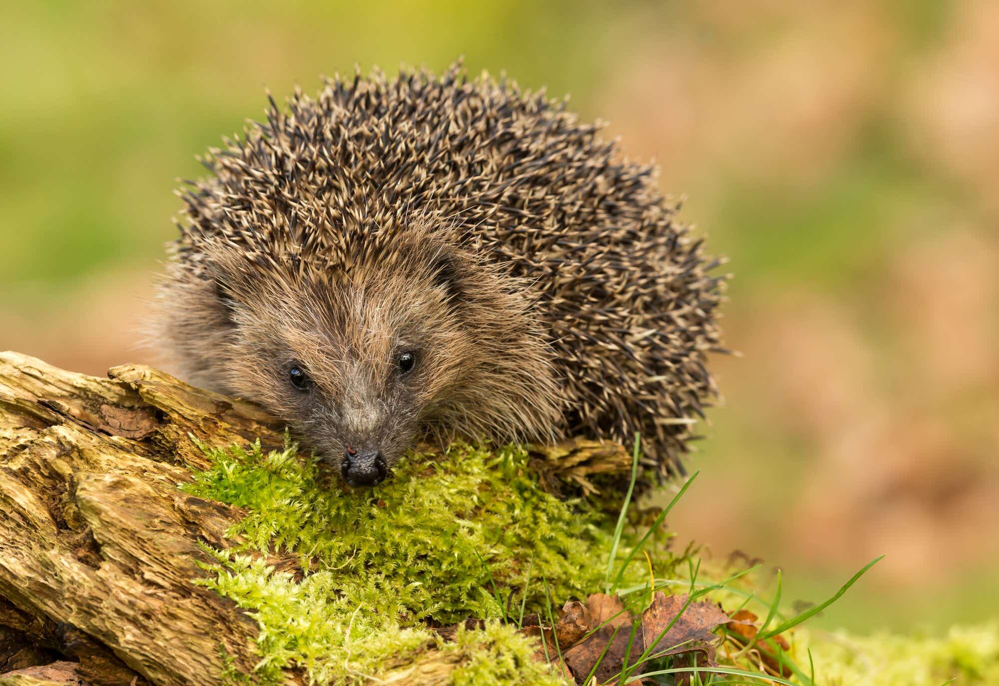 Green universities - Hedgehog - image module