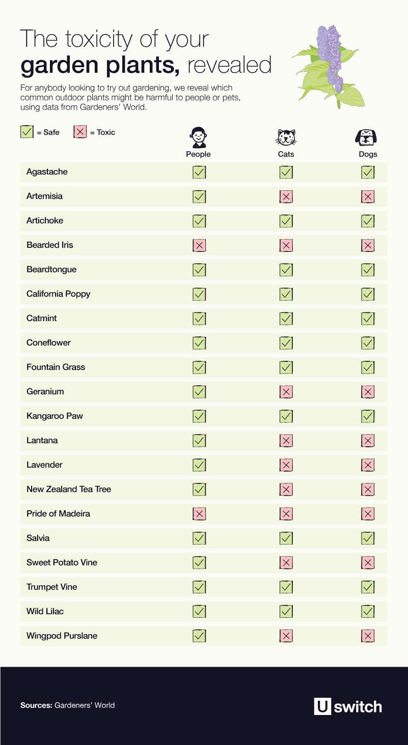 Table of toxic outdoor plants for pets