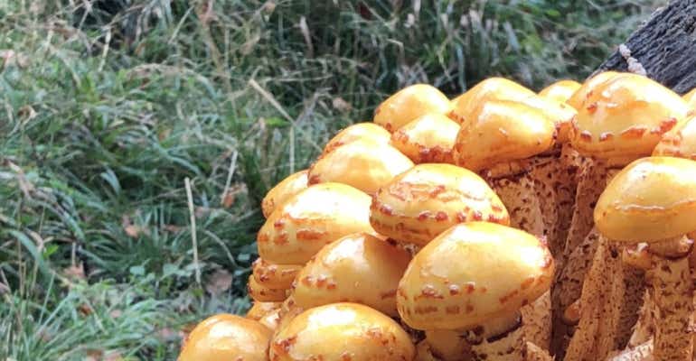 iPhone 8 Samantha camera sample mushrooms