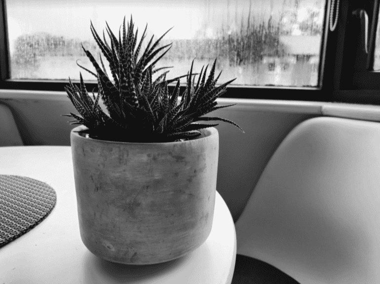 OnePlus 8T camera sample plant black and white