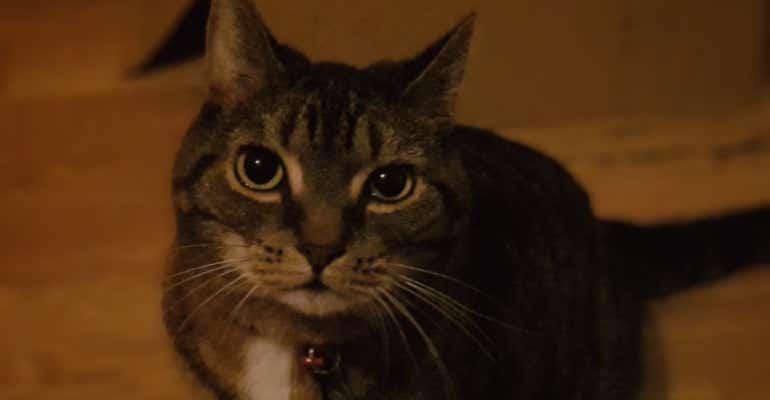 Samsung Galaxy Note 8 camera sample cat