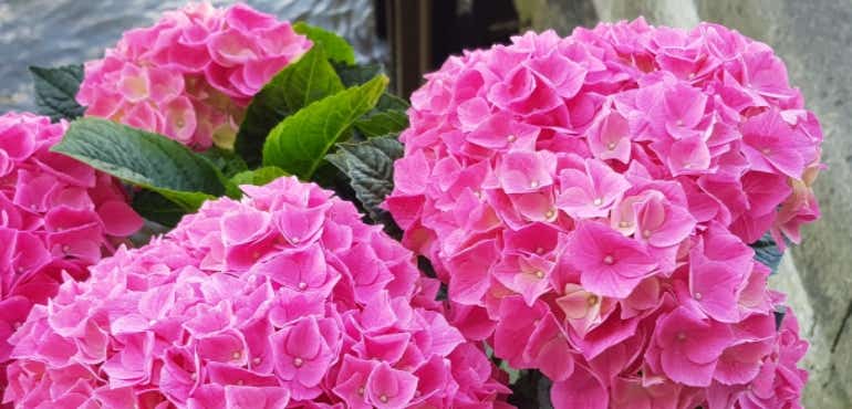 Samsung Galaxy S8 camera sample pink flowers