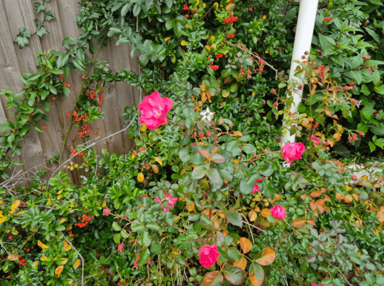Huawei Mate 40 Pro camera sample rose