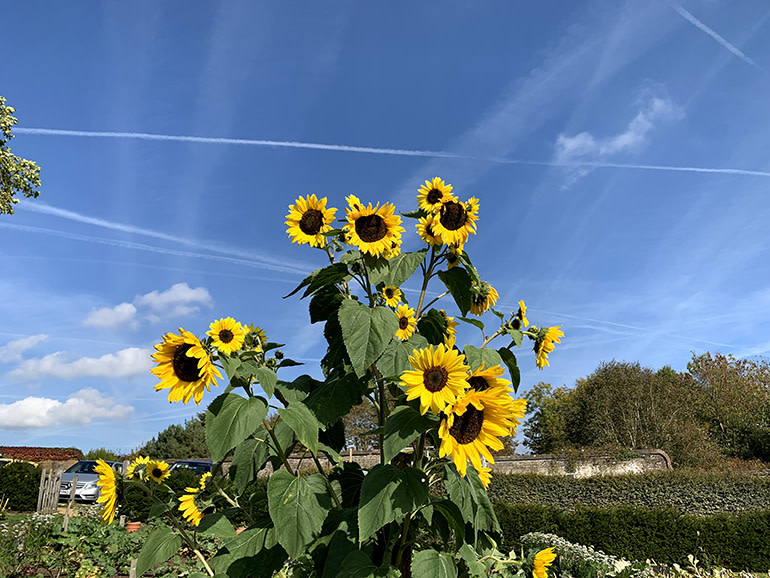 iPhone XS image sunflowers 1