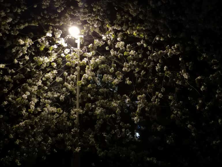 treelamp P20 3x