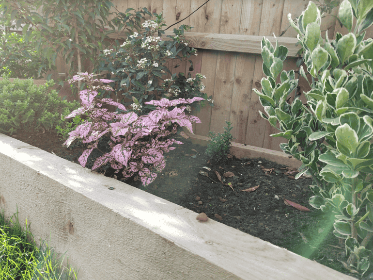 Honor 50 camera sample garden