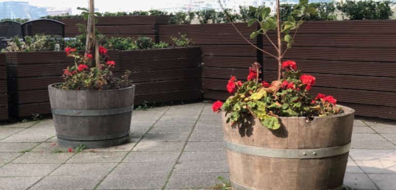 iPhone 8 Plus camera sample flower pots