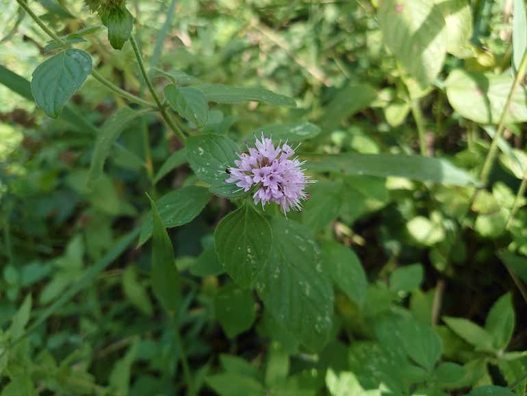 Sony Xperia 5 Sample 1