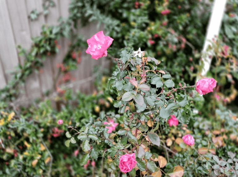Nokia 8.3 camera sample portrait mode rose