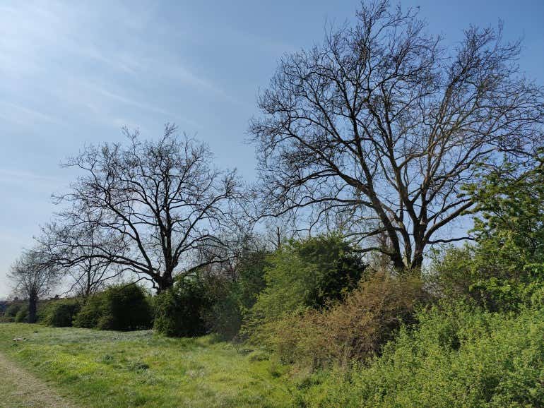 OnePlus 8 Pro camera sample trees