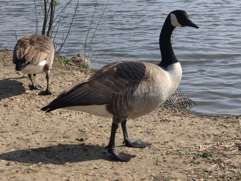 OnePlus 8 Pro camera sample duck