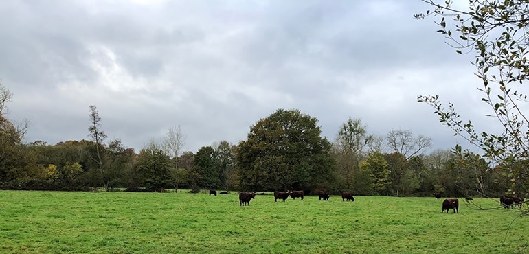 iPhone-X-camera-sample-field-of-cows