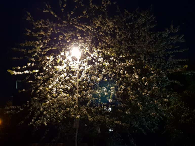 treelamp S9 2x