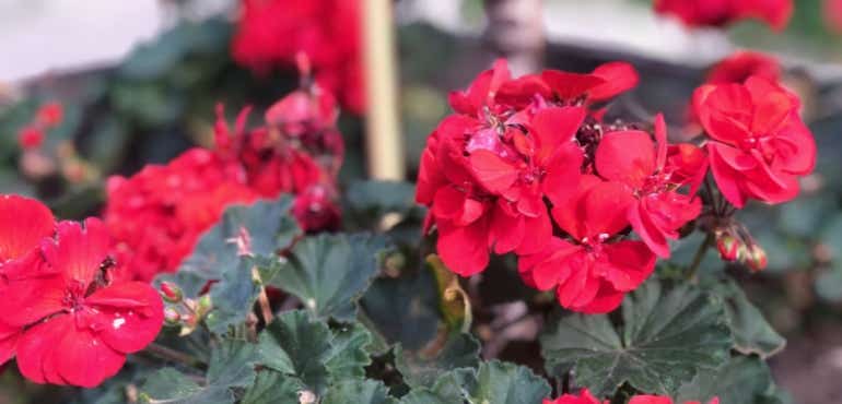 iPhone 8 Plus camera sample depth effect flowers