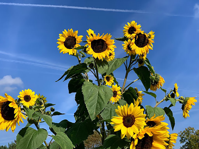 iPhone XS sunflowers 2