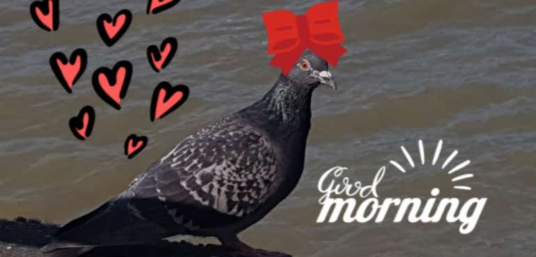 Samsung Galaxy S8 camera sample pigeon sticker effects