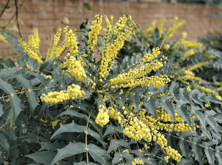 Nokia 8.3 camera sample portrait mode yellow flowers