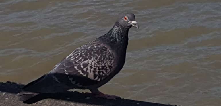 20170510 161308Samsung Galaxy S8 camera sample pigeon