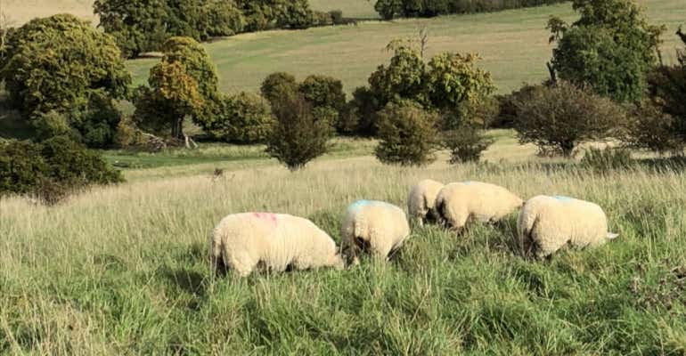 iPhone 8 Samantha camera sample sheep