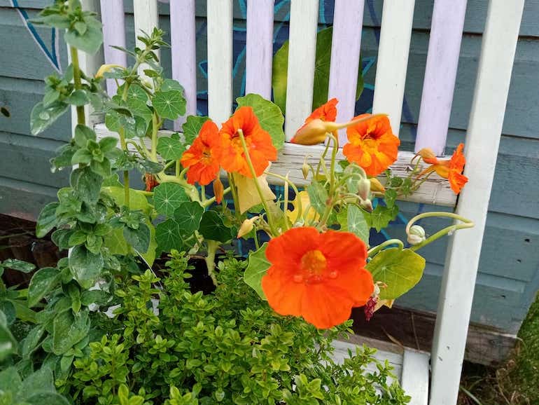 Honor 9A sample 2