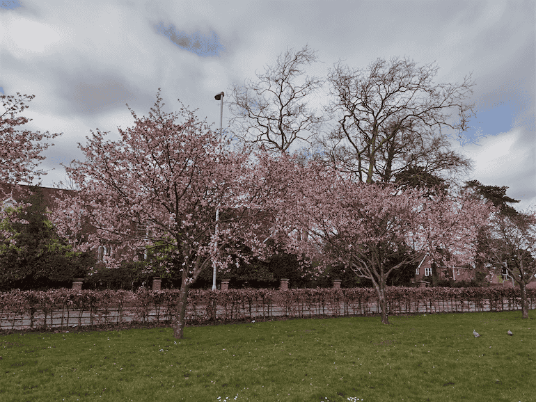 Huawei P40 Pro sample 4