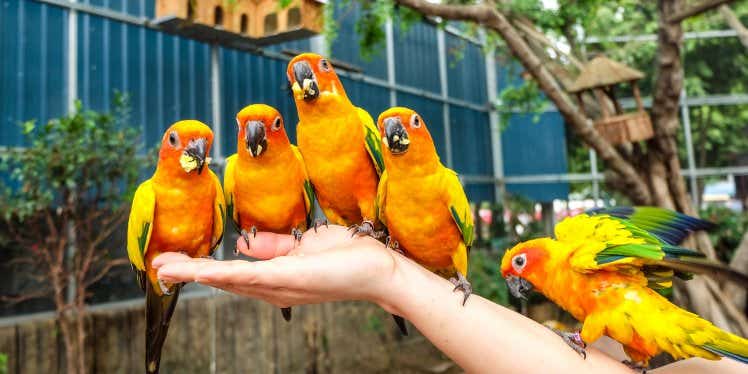 5-parrots-sitting-on-a-person-arm