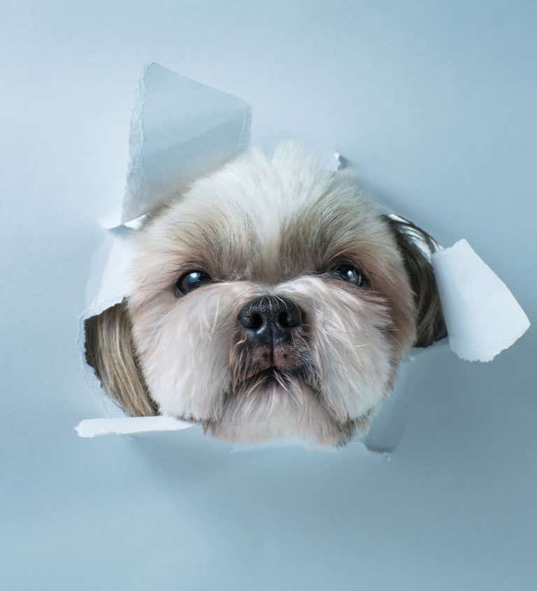Dog breaking through paper