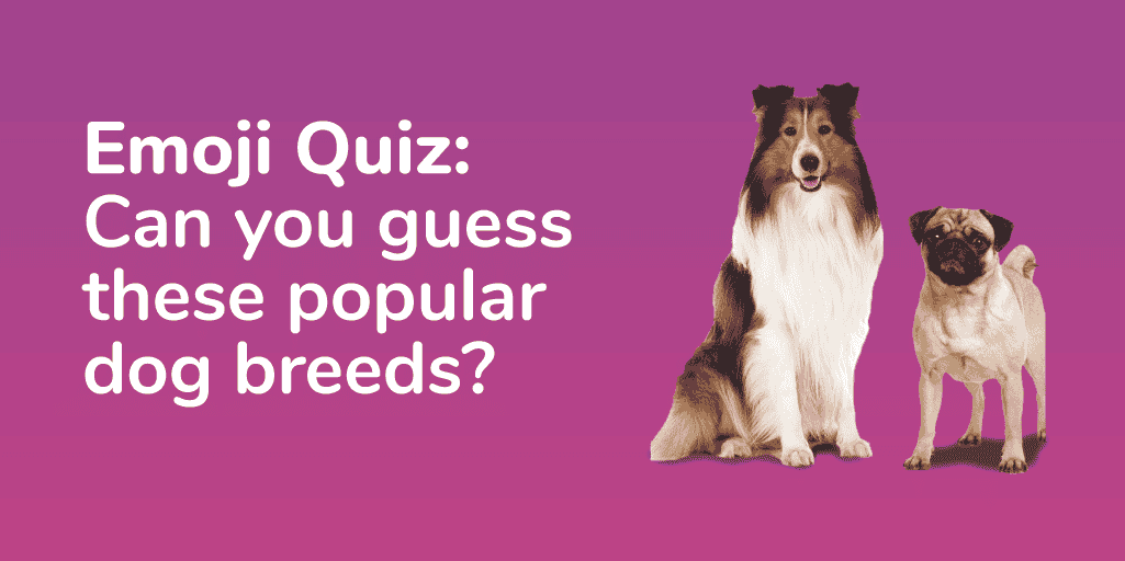 Dog Emoji Quiz Feature Image v4