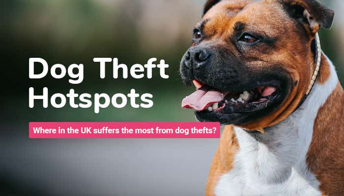 A picture of a dog with a title which reads: Dog Theft Hotspots. Which area in the UK suffers the most from dog thefts?
