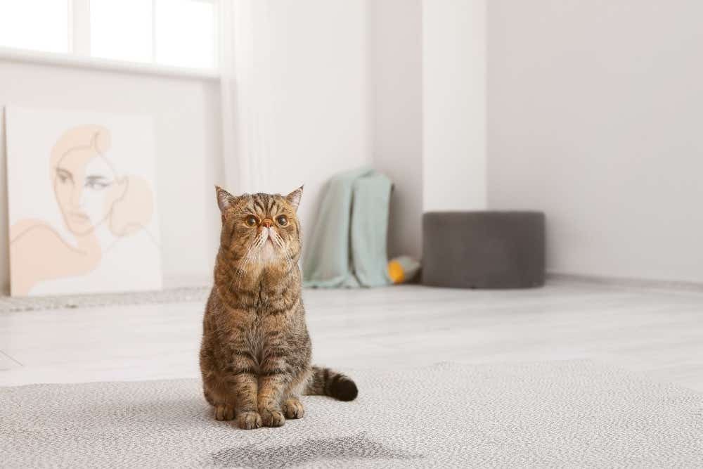 Cat with stain on carpet