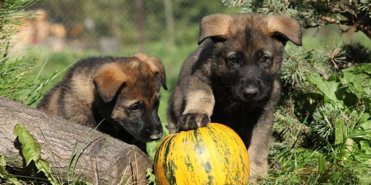 2 puppies outside playing with a pumpkin.