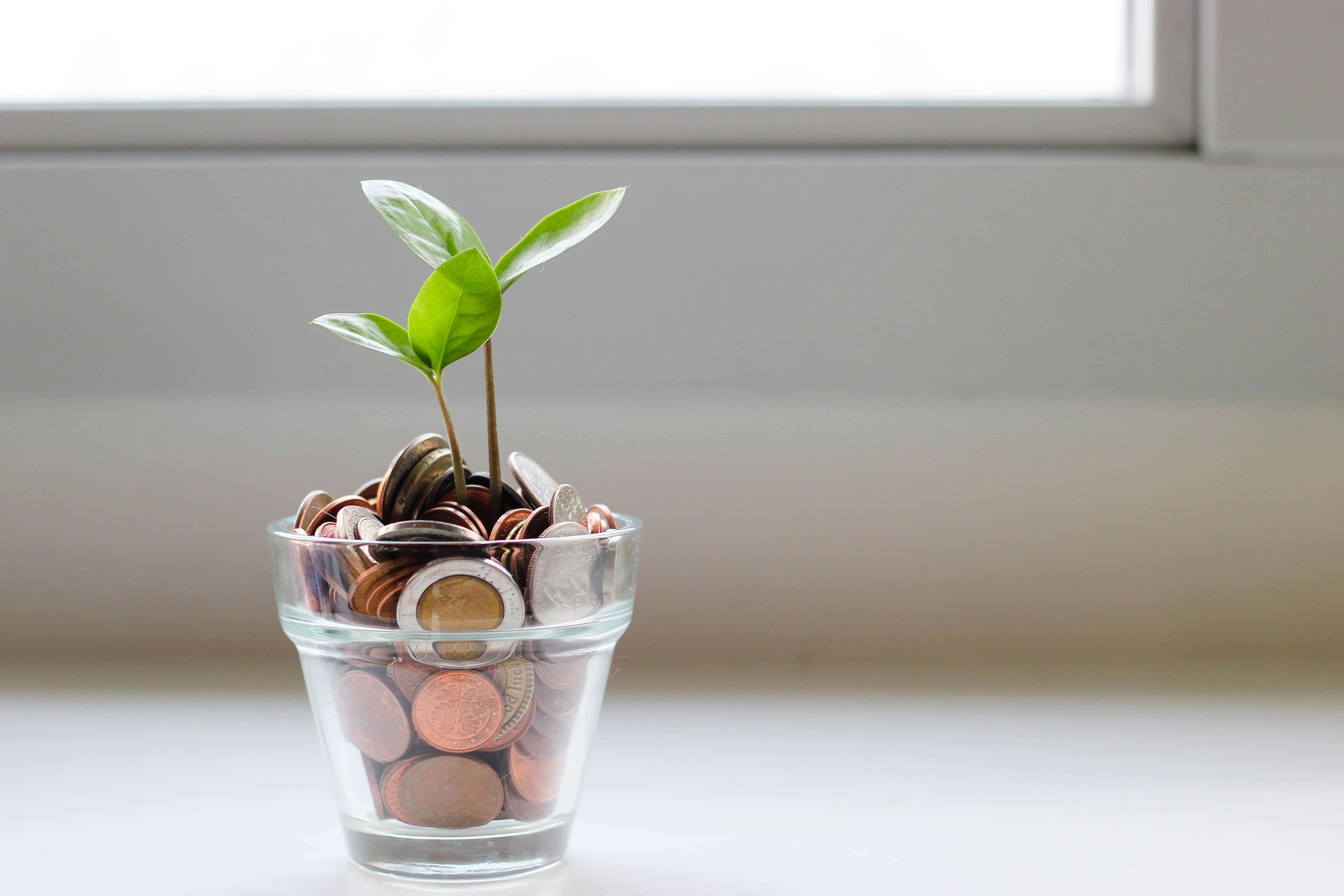 A picture of a plant growing from a plant pot filled with coins.